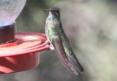 Eugenes fulgens