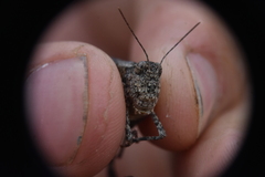 Trimerotropini