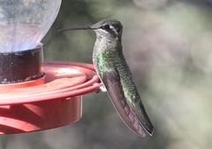 Eugenes fulgens