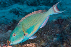 Sparisoma chrysopterum