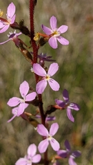 Stylidium graminifolium