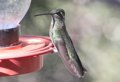 Eugenes fulgens