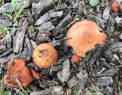 Leratiomyces ceres