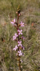 Stylidium graminifolium