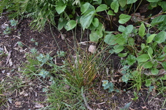 Juncus drummondii