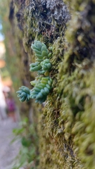 Sedum dasyphyllum