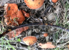 Leratiomyces ceres