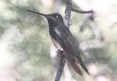 Eugenes fulgens