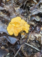 Cantharellus lateritius