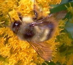Bombus mixtus