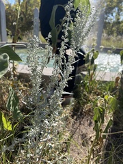 Artemisia tridentata