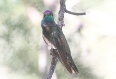 Eugenes fulgens