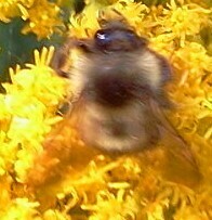 Bombus mixtus