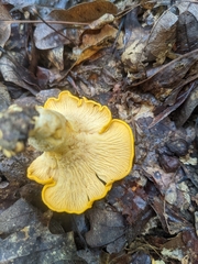 Cantharellus lateritius