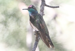 Eugenes fulgens