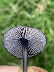 Entoloma serrulatum