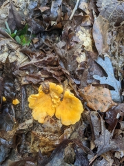 Cantharellus lateritius