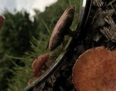 Leratiomyces ceres