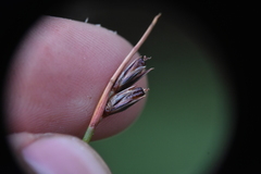 Juncus drummondii