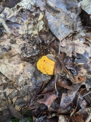 Cantharellus lateritius