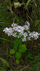 Symphyotrichum drummondii