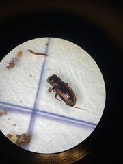 Notiophilus sylvaticus