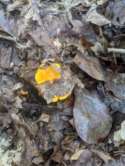 Cantharellus lateritius