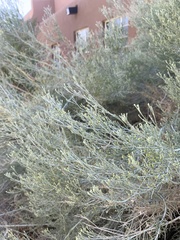Artemisia tridentata