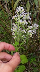 Symphyotrichum drummondii