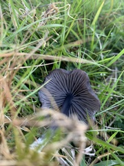 Entoloma serrulatum