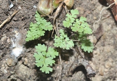 Myriopteris fendleri