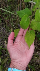 Symphyotrichum drummondii