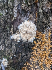 Hericium