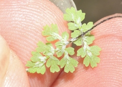 Myriopteris fendleri