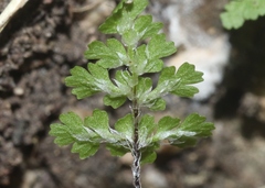 Myriopteris fendleri