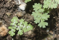 Myriopteris fendleri