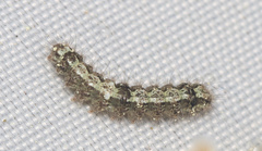 Eilema depressa