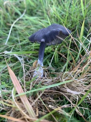 Entoloma serrulatum
