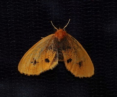 Artaxa gentia