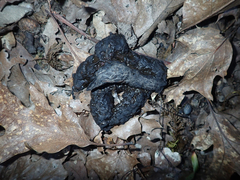 Urocyon cinereoargenteus