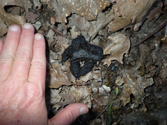 Urocyon cinereoargenteus