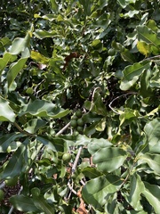 Macadamia integrifolia