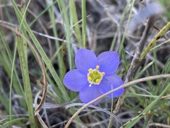 Giliastrum rigidulum