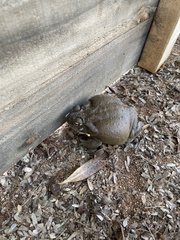Incilius alvarius