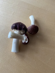 Stropharia rugosoannulata