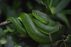 Bothriechis lateralis