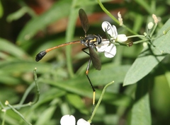 Systropus arizonicus