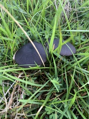 Entoloma serrulatum