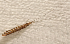 Oecetis