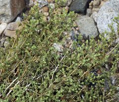 Brickellia microphylla